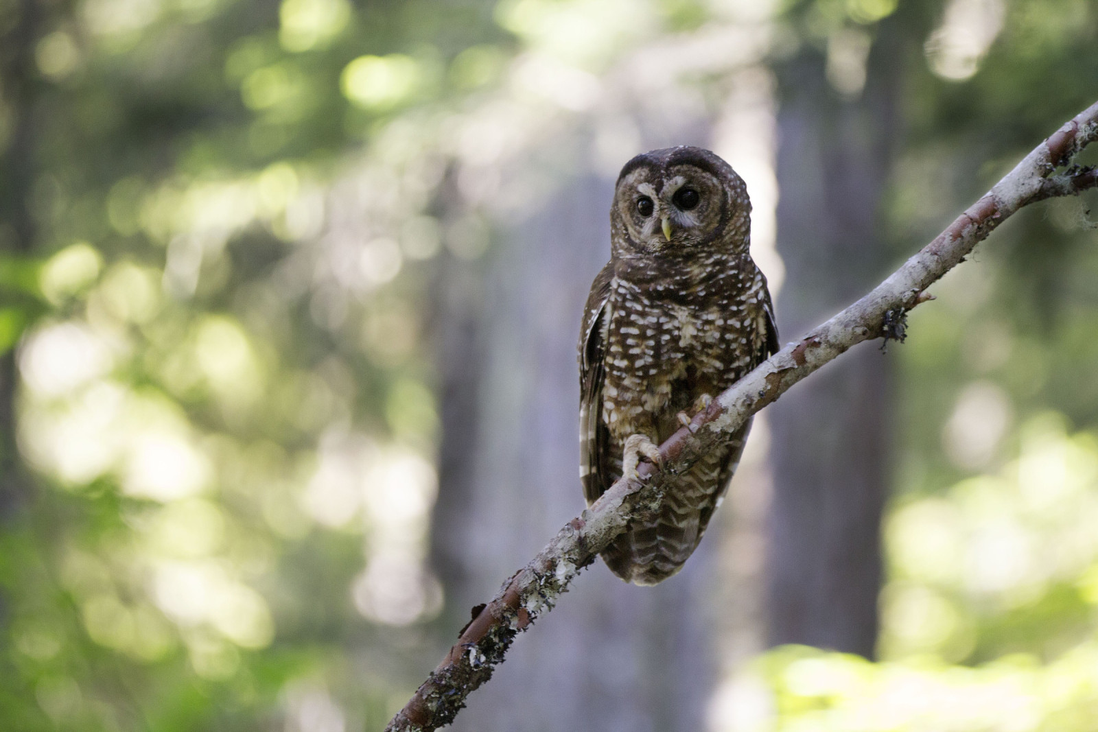 image Spotted Owl